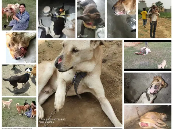 Help to build MultiSpeciality care unit with city's 1st DISTEMPER unit