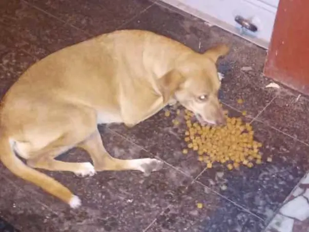 Help us feed stray dogs during Lockdown!