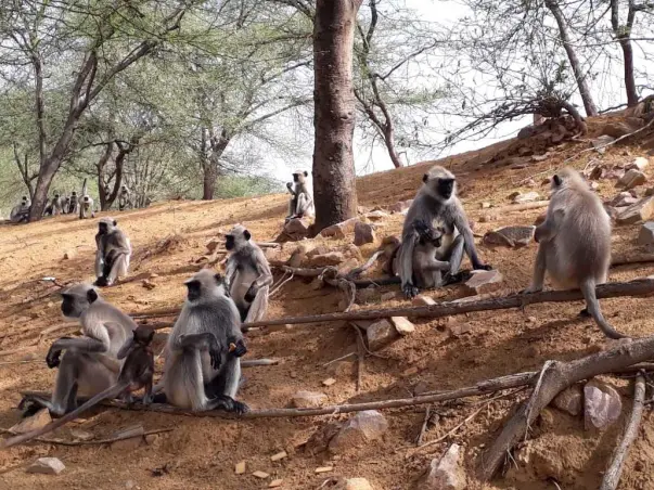 Please Help Muskaan & Rajneesh  To Feed The Animals