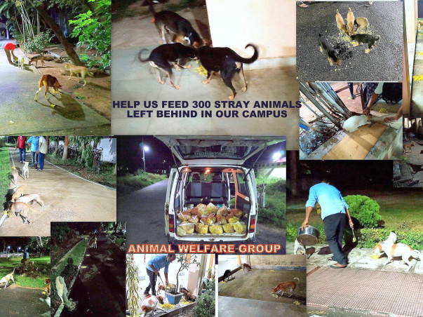 Help us feed 300+ voiceless friends left behind in our campus