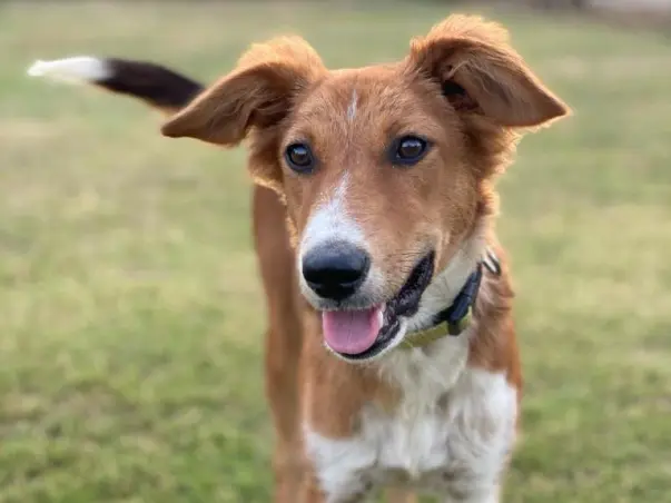 FOR FIFI - Help Us Sterilize 75 Dogs in 3 Cities