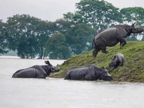 Assam under water