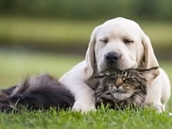 Help  Animal  During  Covid-19