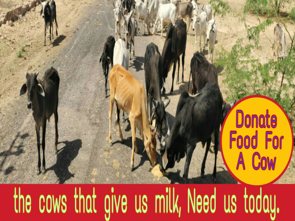 Help Animals Care In Balotra
