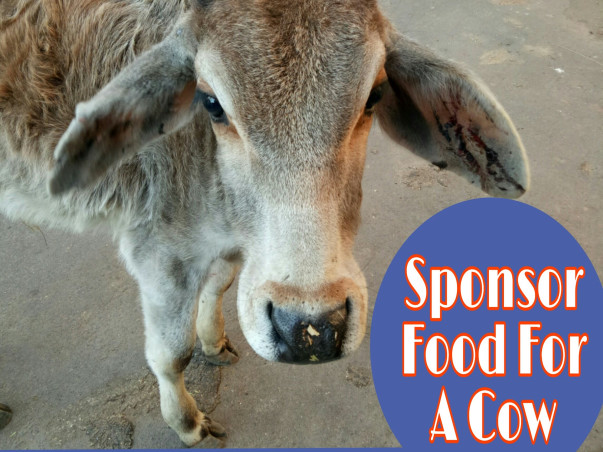 Help Animals Care In Balotra