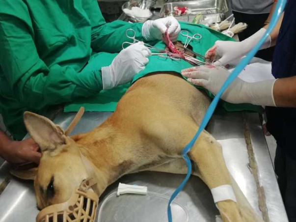 Help Us for Street Dog Sterilisation in Kalyani, Nadia, West Bengal