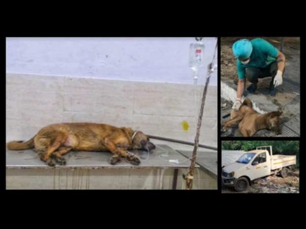 Help Us Run A Free Ambulance For Injured Stray Animals In Tricity