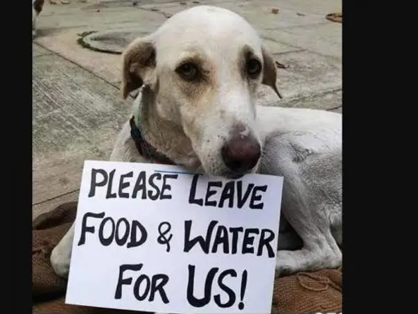 Feed steet dogs