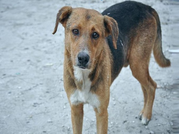 Memorable Funerals For Stray Dogs