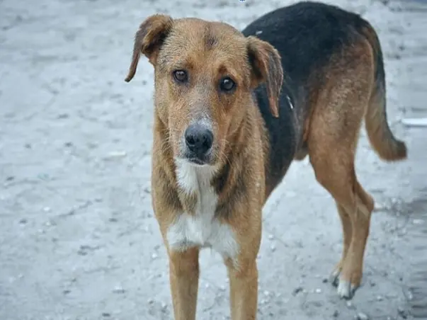Memorable Funerals For Stray Dogs