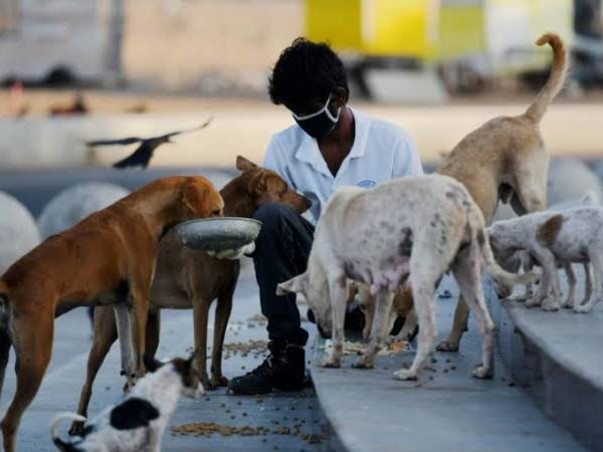 Save the Stray - help me feed animals