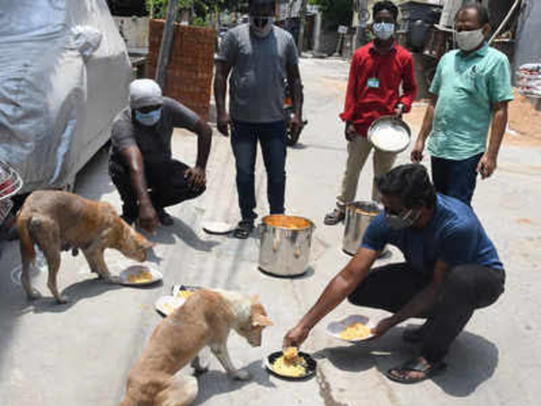 Save the Stray - help me feed animals