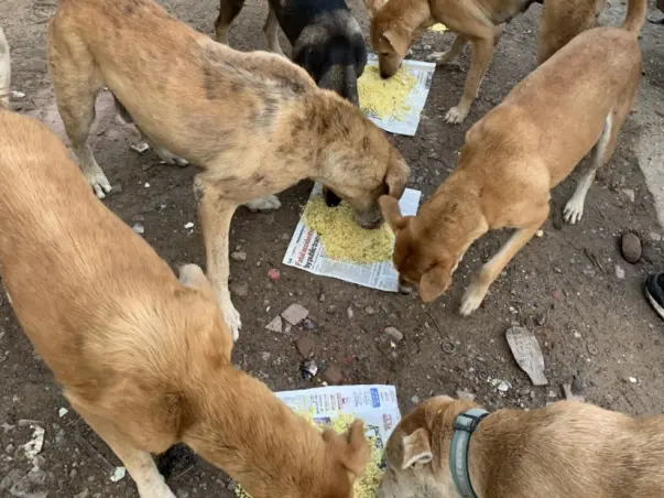 Help me feed the strays in August