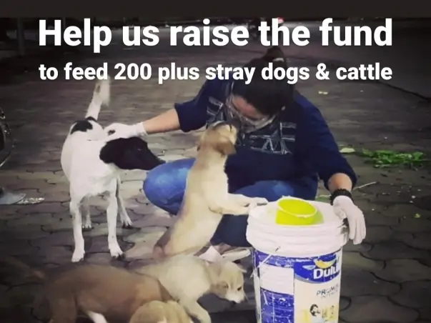 Help Arya to keep providing food & medical assistance for stray animal