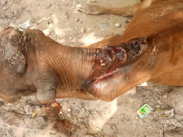 Help us to Treat Street Animals