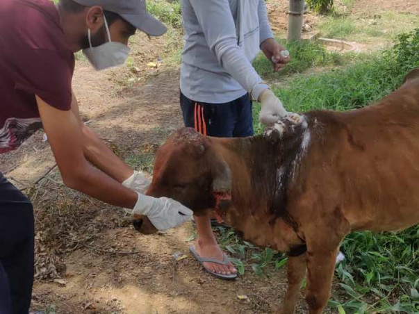 Help us to Treat Street Animals