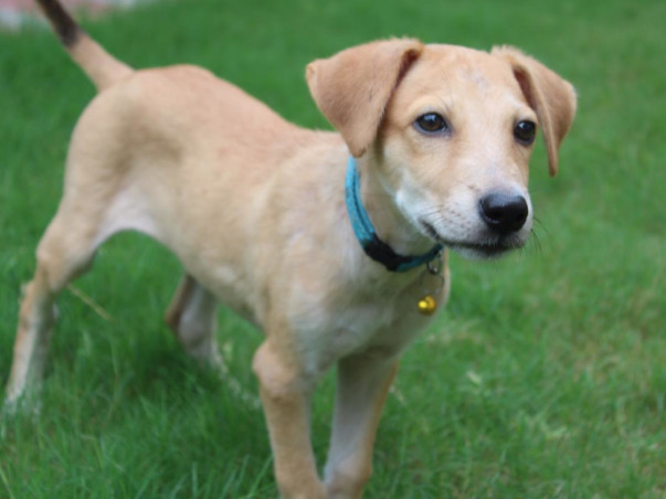 Help Milli stray with food, care & treatment