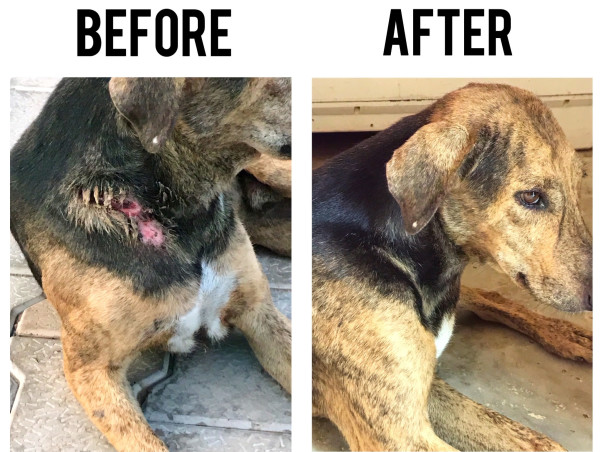 Help us to Treat Street Animals
