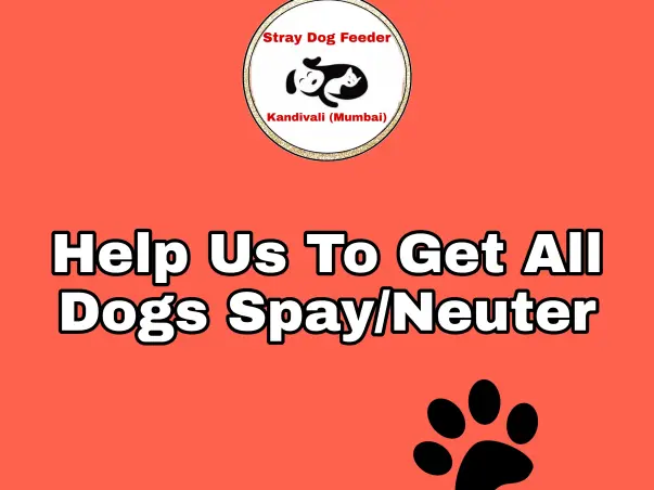 HELP US TO GET ALL OUR DOGS SPAY&NEUTER