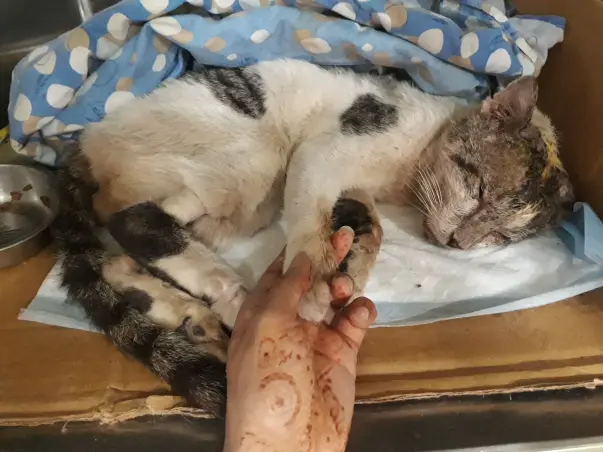Help Victor live!