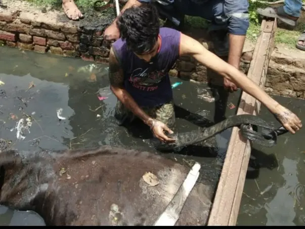 TO HELP INJURED STRAY ANIMALS