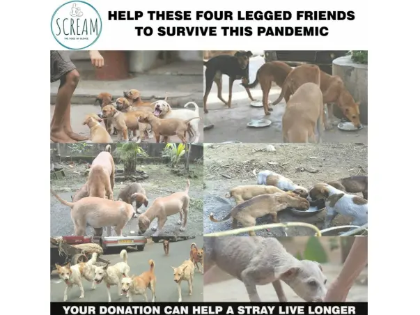 HELP US PROVIDE RESCUE AID, FOOD AND ADOPTION FACILITIES TO THE STRAYS