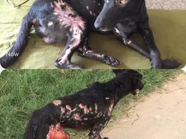 Need Help To Provide Shelter For Homeless Dogs and Animals