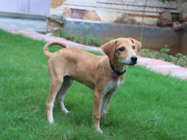 Help Milli stray with food, care & treatment