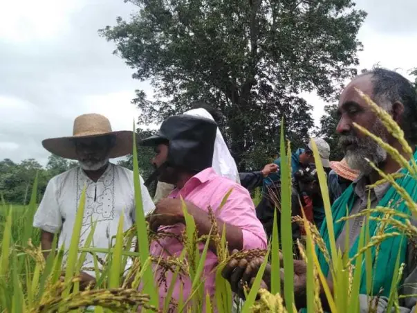 Help Basudha safeguard our native paddy varieties