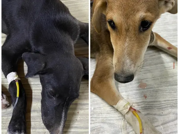 Help 2 puppies fight Canine Parvovirus