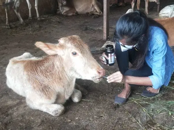 Help Me To Raise Fund for helpless animals suffering from misery.