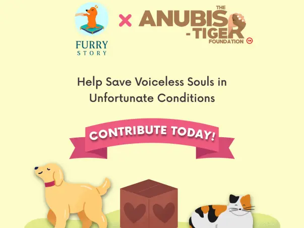 Donate for The Anubis-Tiger Foundation's New Foster care facility