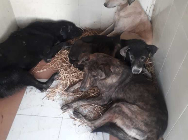 Help KAWF Restart Rescue Operations