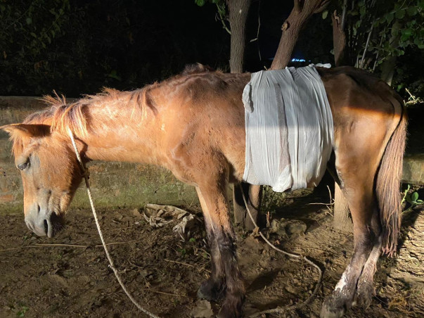 Help CYRO Feed The Animals In our Shelter