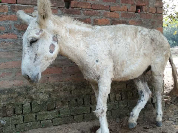 Help CYRO Feed The Animals In our Shelter
