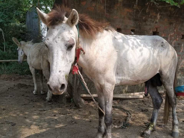 Help CYRO Feed The Animals In our Shelter