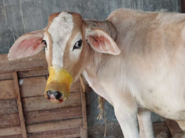 Help CYRO Feed The Animals In our Shelter