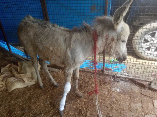 Help CYRO Feed The Animals In our Shelter