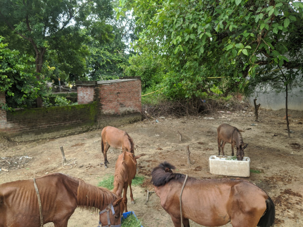 Help CYRO Feed The Animals In our Shelter