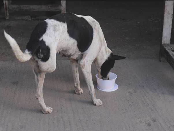 Support For Voiceless