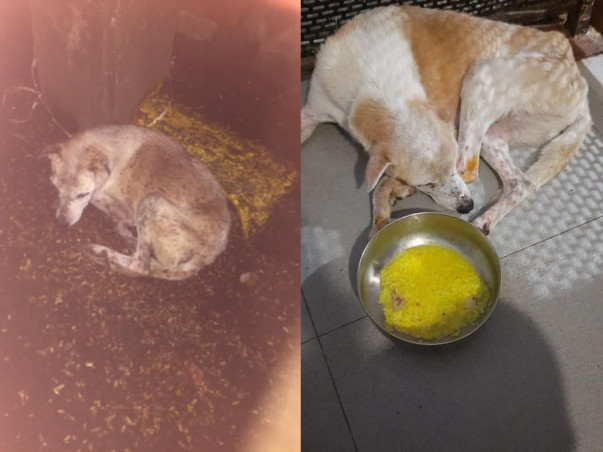 Support Me To Rescue Blind Dog