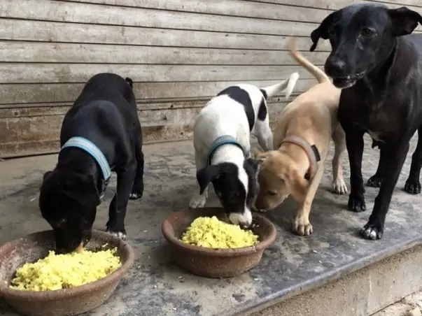 Help Puppy Bowls To Continue Feeding Hungry Stray & Abandoned Dogs
