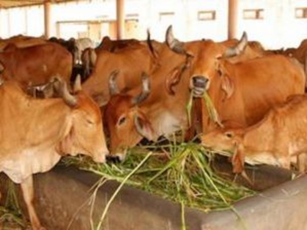 Join Hands With Dev Bhoomi Samiti To Raise Funds For Animal Welfare