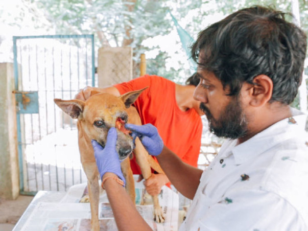 Join Hands With Dev Bhoomi Samiti To Raise Funds For Animal Welfare