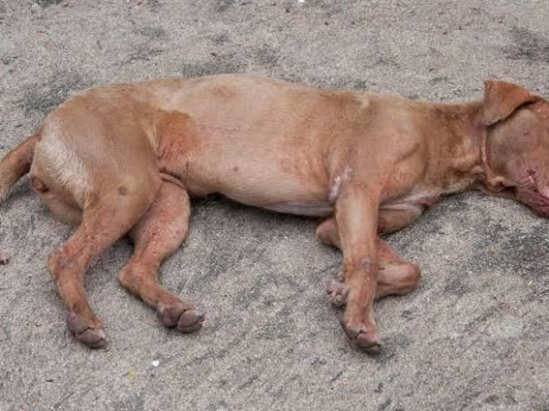 Join Hands With Dev Bhoomi Samiti To Raise Funds For Animal Welfare