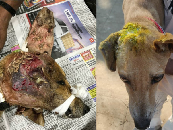 Join Hands With Dev Bhoomi Samiti To Raise Funds For Animal Welfare