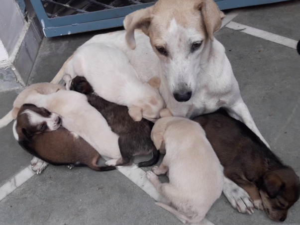 Help These Little Souls Survive