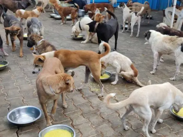 Gift a day's meal to help 200+ rescued dogs