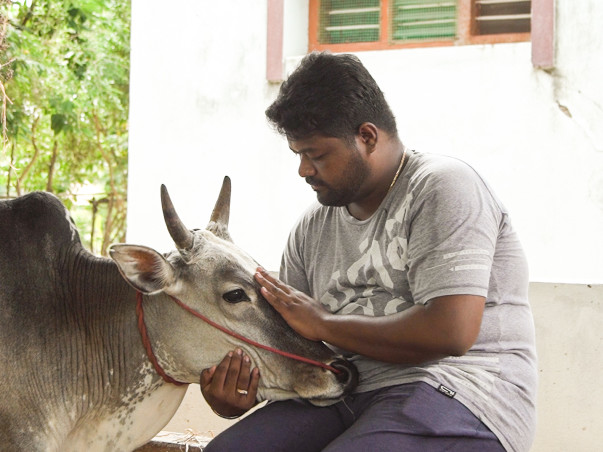 Help to Save Umblachery Breed
