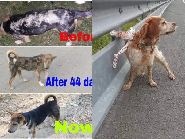Please help us to Help Stray Animals